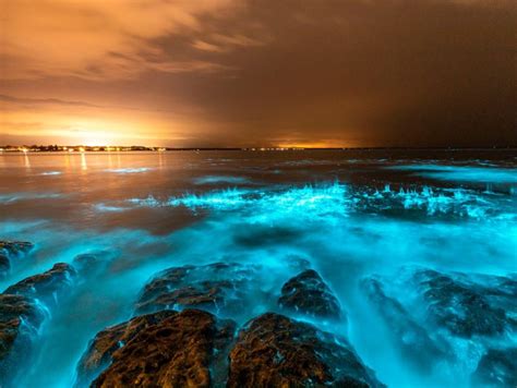 Algas Bioluminescentes Iluminam O Mar Na Austr Lia