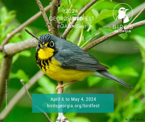 Georgia Bird Fest Returns For 2024 Birds Georgia