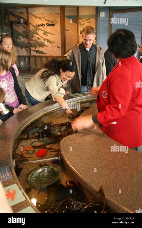 Touch Tank At The Monterey Bay Aquarium Monterey California Usa