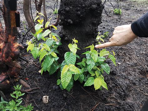 Un estudio descubre los secretos de la regeneración vegetal globatium