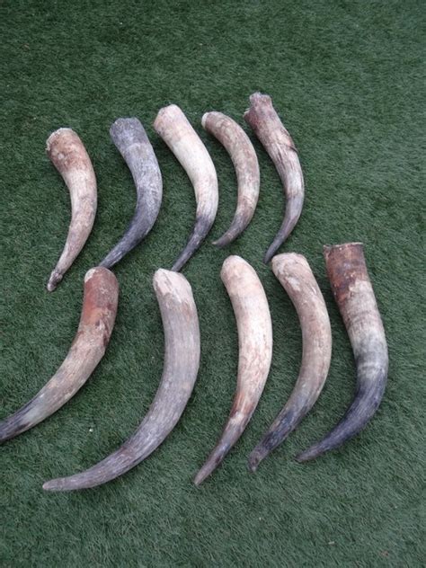 Collection of natural Ankole Cattle horns - Bos taurus - Catawiki