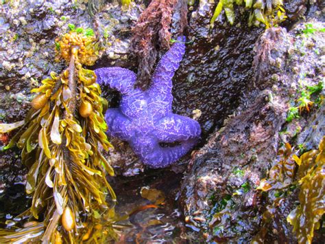 Purple Starfish at San Juan Island