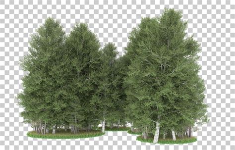 Floresta em fundo transparente renderização em 3d ilustração PSD