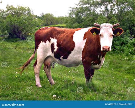 White-brown Cow Royalty Free Stock Photo - Image: 5426975