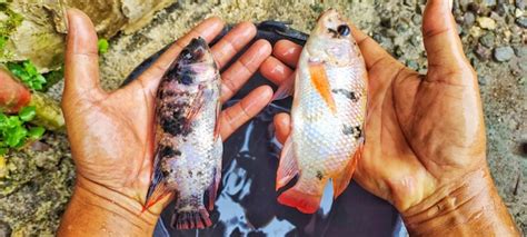 Hombre Sujetando Dos Peces Oreochromis Niloticus Tilapia O Pescado