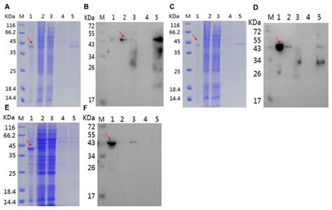 Sds Page And Wb Assay Of Recombinant Protein A B Pfk13 Wt Download Scientific Diagram