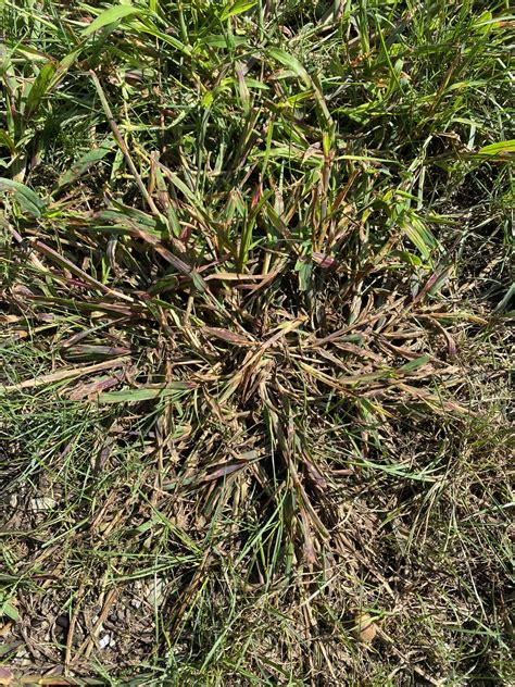 Testing The 5 Best Crabgrass Killers Of 2024 (+ Image Comparison) Lawn Phix