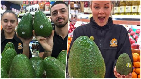 Giant Avocados Arrive In Australias Supermarkets Pics Of Avozilla