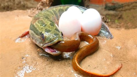 Experiment Coca Vs Mentos Catch A Lot Golden Eels In Underground Hole