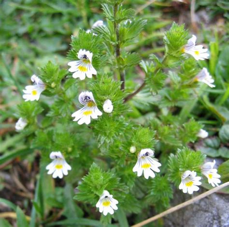 Euphrasia officinalis - Wikipedia