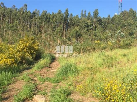 Terrenos Em Barroselas E Carvoeiro Viana Do Castelo Idealista