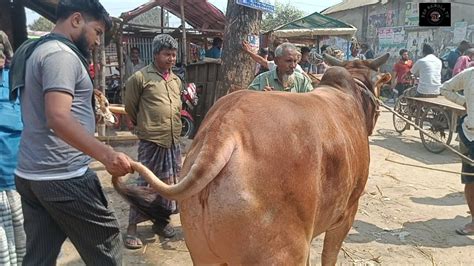 বৃহস্পতিবার ৭ মার্চ২৪ ফেনীর খামারীর মাংসের ওজন সহ বড় বড় ষাঁড়