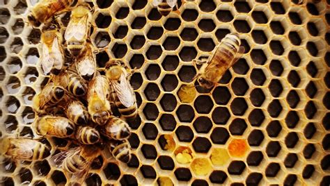 Why Do Bees Love Hexagons Science Or Coincidence A Deep Dive By Mehdi Dalil Ux Collective