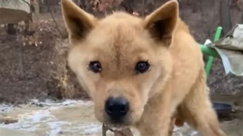 Aveva Gli Occhi Spaventati E Piangeva Il Cane Maltrattato Non Riusciva