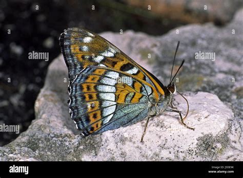 Limenitis Populi Poplar Admiral Stock Photo Alamy