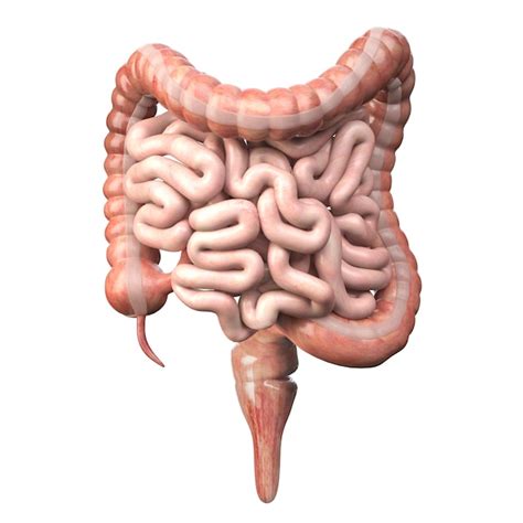 Intestino grueso y delgado aislado en blanco anatomía del sistema