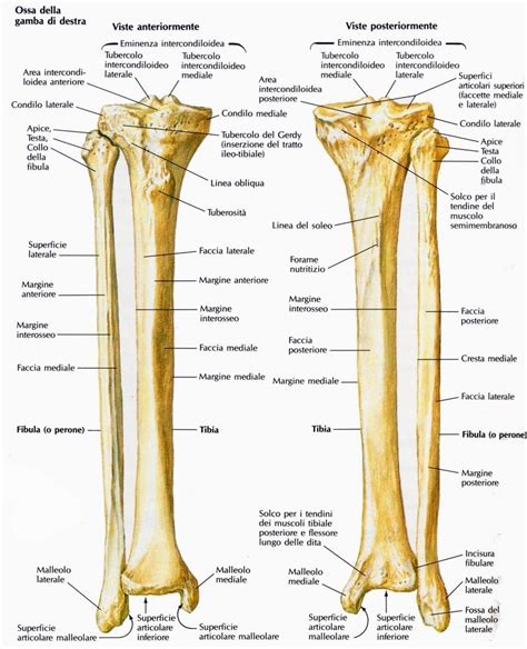 Tibia Y Sus Partes