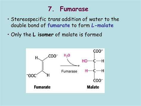 PPT - Enzymes: Structure, Properties and Mechanisms of Activity ...