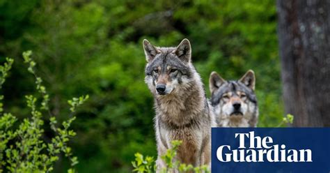 EU to rethink conservation status of wolves after numbers surge : r/nature