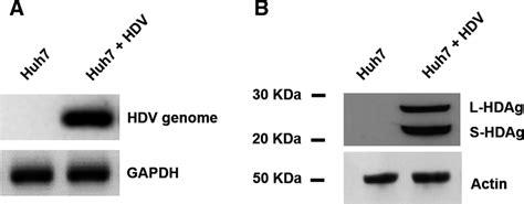 Transfection Of Huh7 Cells With Psvld3 Promotes Expression Of Hdv Download Scientific Diagram