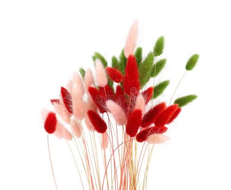 Pink Red And Green Fluffy Bunny Tails Grass Isolated On White