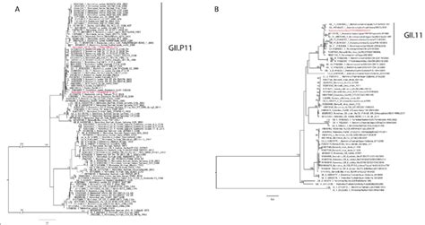 A Phylogenetic Tree Of The Rdrp Nucleotide Sequence On The Left