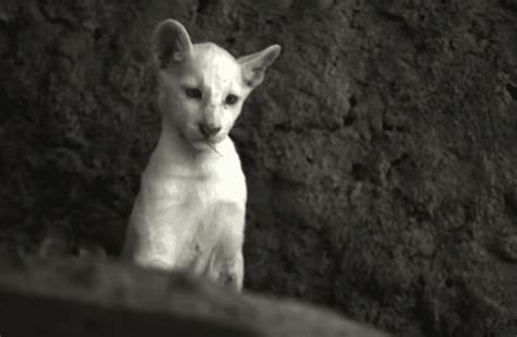 Extremely Rare White Puma Cub Born in Nicaragua Zoo - Animals Around ...