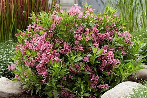 Pruning weigelas how and when to trim weigela bushes – Artofit