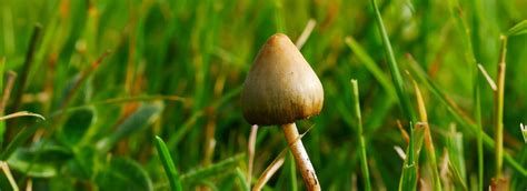 The Complete Guide to Liberty Cap Mushrooms - Shroomer