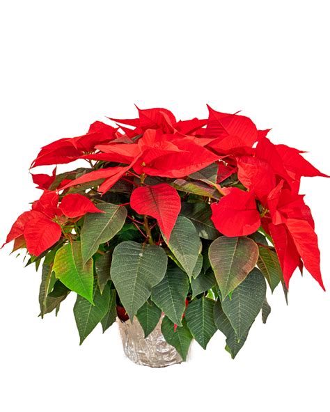 Departments - Red Poinsettia 8"