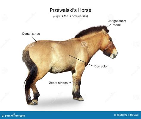 Przewalski's Wild Horse Presentation Stock Photo - Image: 46543272