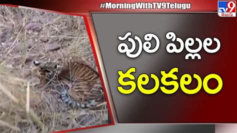 Andhra Pradesh కర్నూలు జిల్లాలో పులి పిల్లల కలకలం Tv9 Youtube