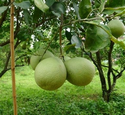 Jual Bibit Jeruk Pamelo Madu Cm Jual Bibit Tanaman Dan Buah