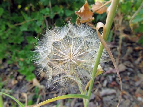 Weeds Of Boise Ahavath Beth Israel Synagogue Garden Awkward Botany