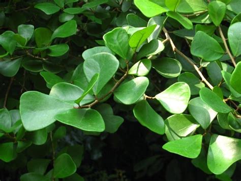 Ficus Triangularis Plant Care Guide Plantly