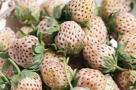 110 Seeds White Strawberry Seeds-perennial authentic - Etsy