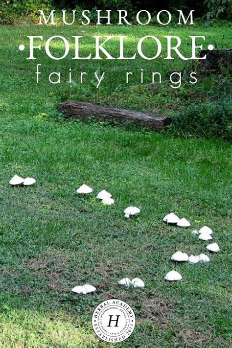 Mushroom Folklore Fairy Rings Herbal Academy Stuffed Mushrooms