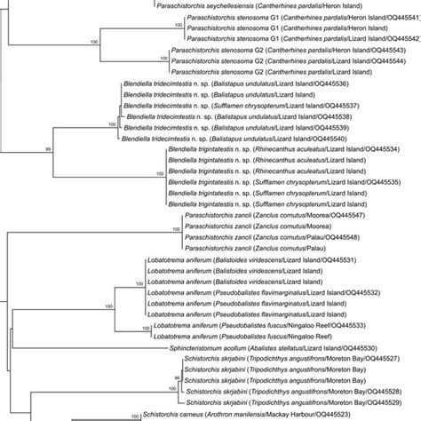 Phylogram From The Unrooted Neighbour Joining Analysis Of The