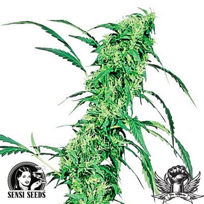 Fruity Juice Strain SeedFare