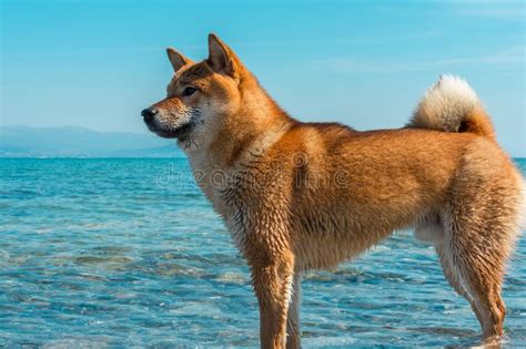 Perro Pedigr Joven Que Descansa Sobre La Playa Perro Rojo Del Inu Del