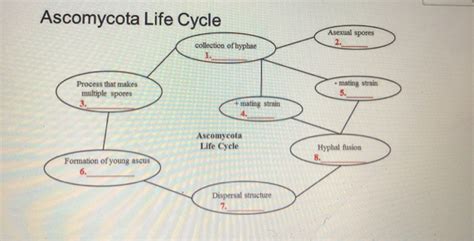 Ascomycota Life Cycle