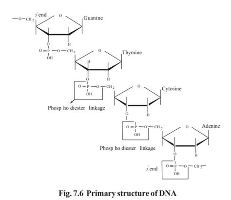 Polynucleotide Structure