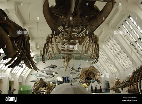 Shark skeleton hi-res stock photography and images - Alamy