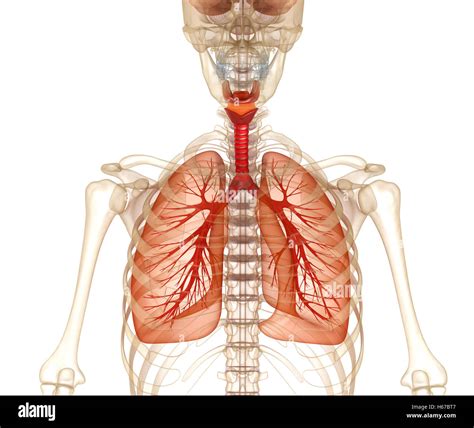 Human Lungs Trachea And Skeleton Medically Accurate D Illustration