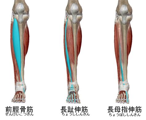 前脛骨筋の筋トレ2選！筋肉の痛みをほぐすストレッチ法も徹底解説