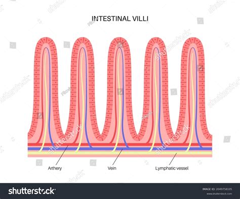 microvilli structure