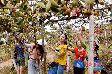 脫貧攻堅在新邵——金秋時節喜開園，「水果之王」香又甜 每日頭條