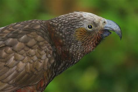 North Island Kaka Endemic Parrot of New Zealand Stock Image - Image of ...