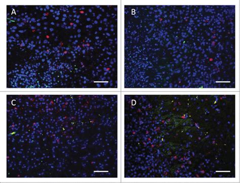 Full Article Neural Immune Modulation And Immunotherapy Assisted By