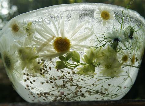 Foragefor... news: Ice Flower Bowls